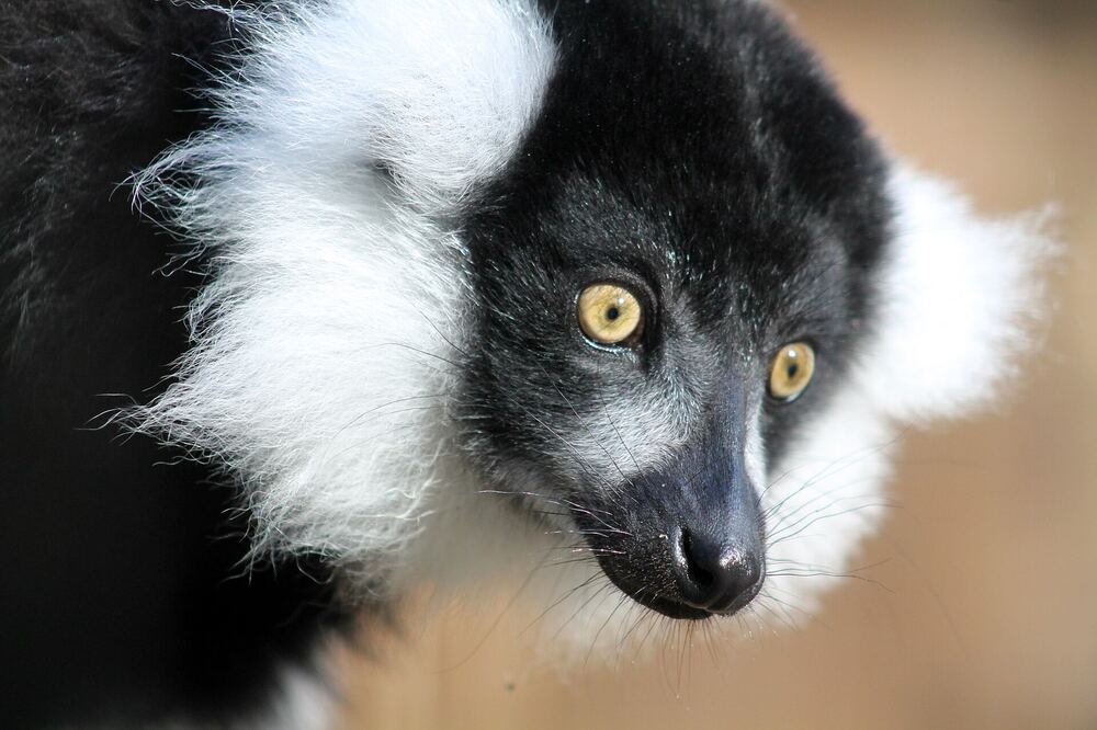 Zwart-witte vari zit op een houten stam in Zoo Veldhoven